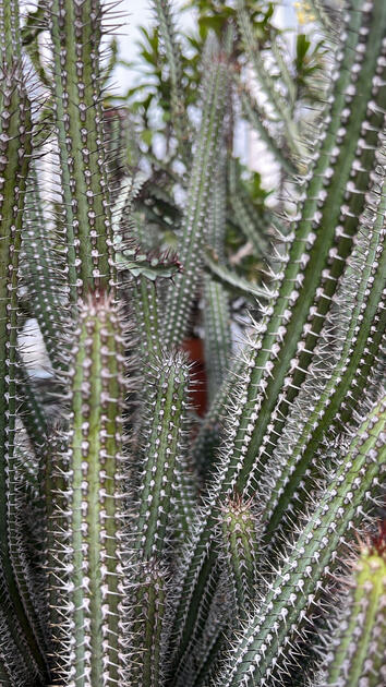 Cactus, Cal Poly Rare Plant Conservatory, San Luis Obispo