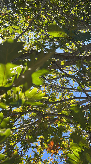 Valley Oak, Cal Poly Arboretum, San Luis Obispo