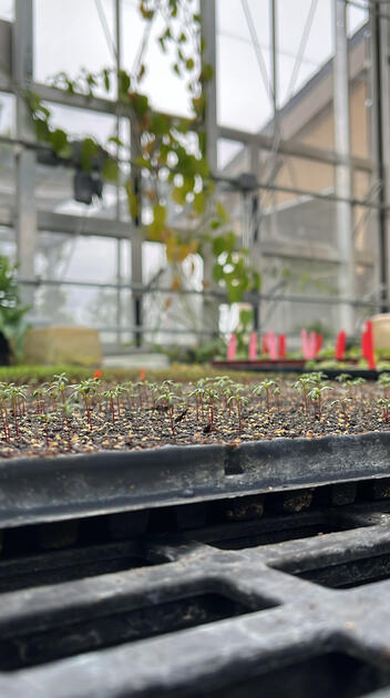 Sprouting Seedlings, Cal Poly Rare Plant Conservatory