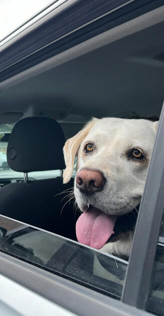 June the Shopdog, Santa Barbara, California