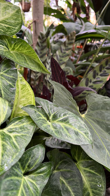 Syngonium, Cal Poly Rare Plant Conservatory, San Luis Obispo