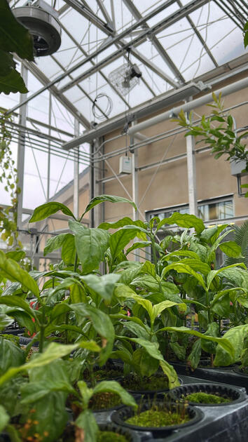 Seedling Greenhouse, Cal Poly Rare Plant Conservatory, San Luis Obispo