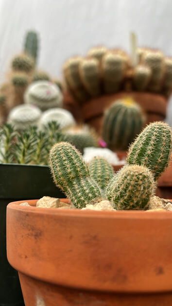 Cactus, Cal Poly Rare Plant Conservatory, San Luis Obispo