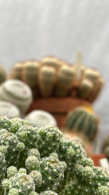 Cactus, Cal Poly Rare Plant Conservatory, San Luis Obispo