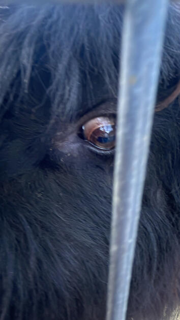 Cow Eye, San Luis Obispo, California