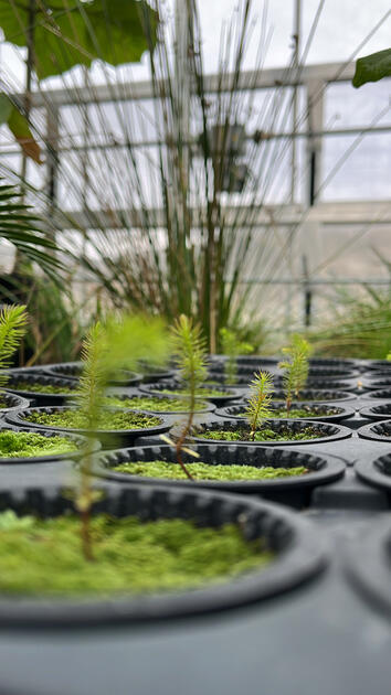 Seedling Greenhouse, Cal Poly Rare Plant Conservatory, San Luis Obispo