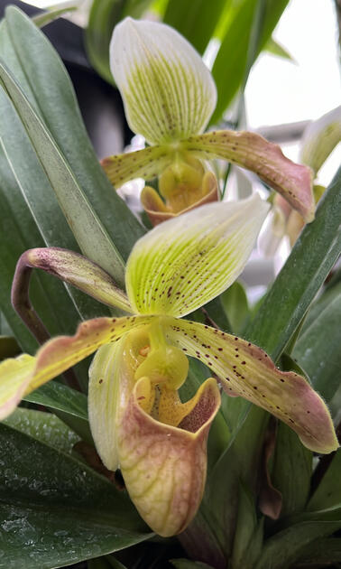 Orchid, Cal Poly Rare Plant Conservatory, San Luis Obispo
