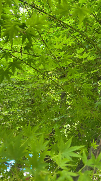 Japanese Maple, Madonna Inn, San Luis Obispo