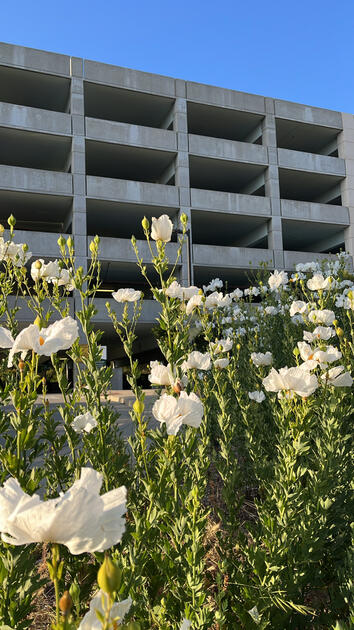 Poppies Below Concrete Structure, San Luis Obispo, California