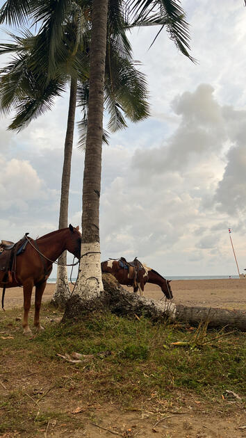 Costa Rican Caballos, Jaco, Costa Rica