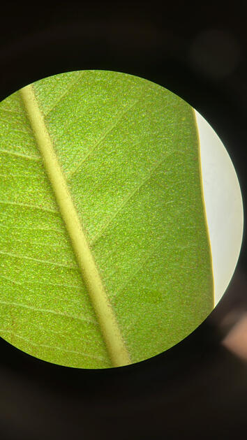 Ficus Leaf Under Microscope, Cal Poly Biology, San Luis Obispo
