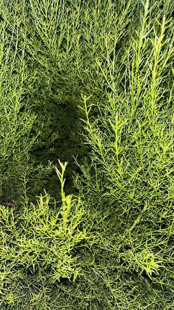 Coastal Chaparral, Topanga Canyon
