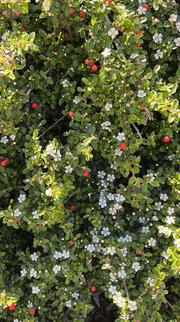 Milkflower Cotoneaster, San Luis Obispo
