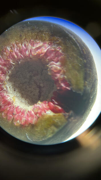 Fig Under Microscope, Cal Poly Biology, San Luis Obispo
