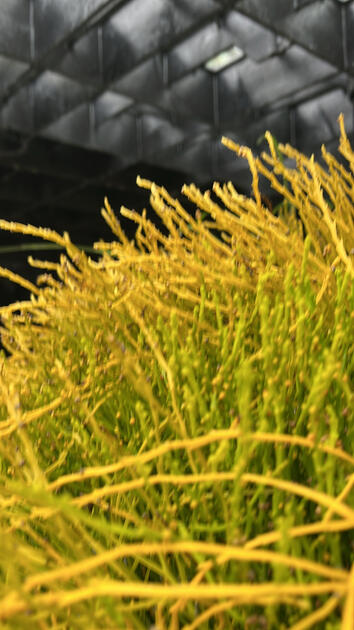 Whisk Fern, Cal Poly Rare Plant Conservatory (motion)
